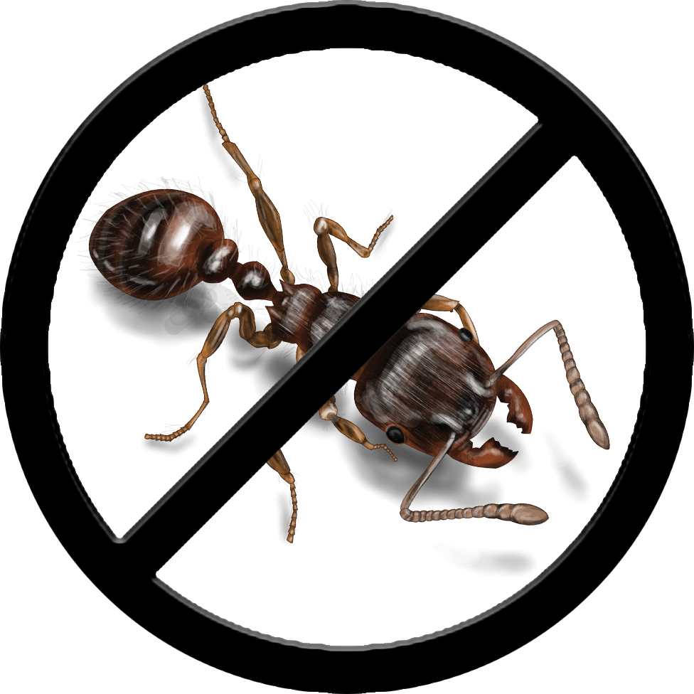 ants