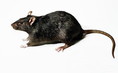ratcontrol