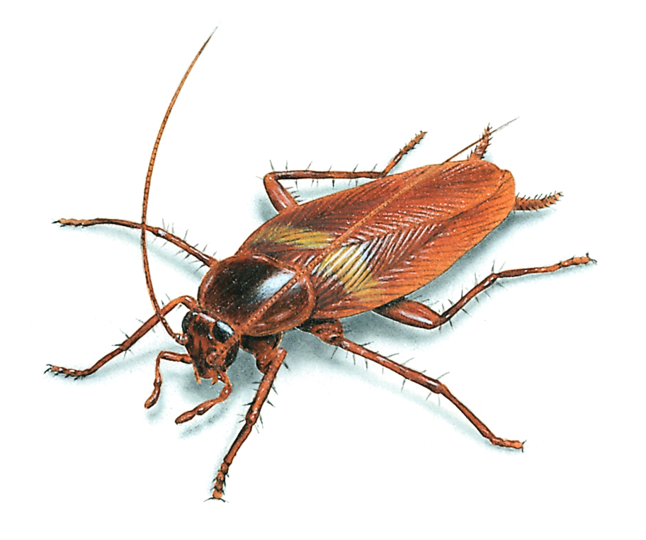 cockroachcontrol