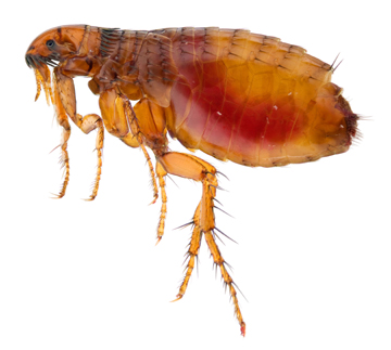 termitecontrol