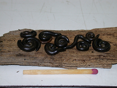 millipedes
