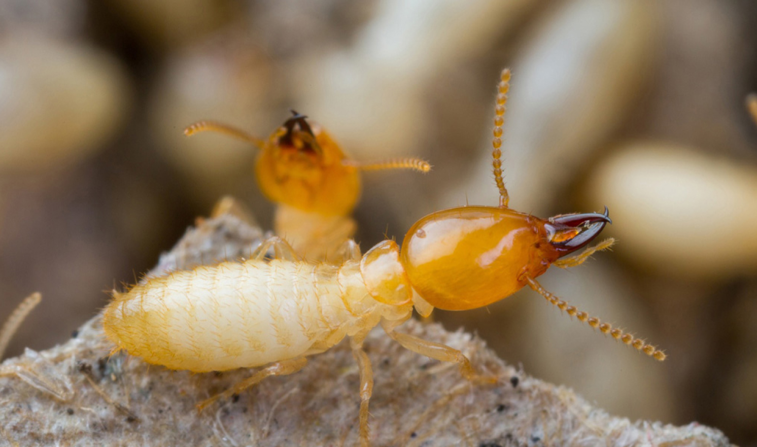 termitecontrol